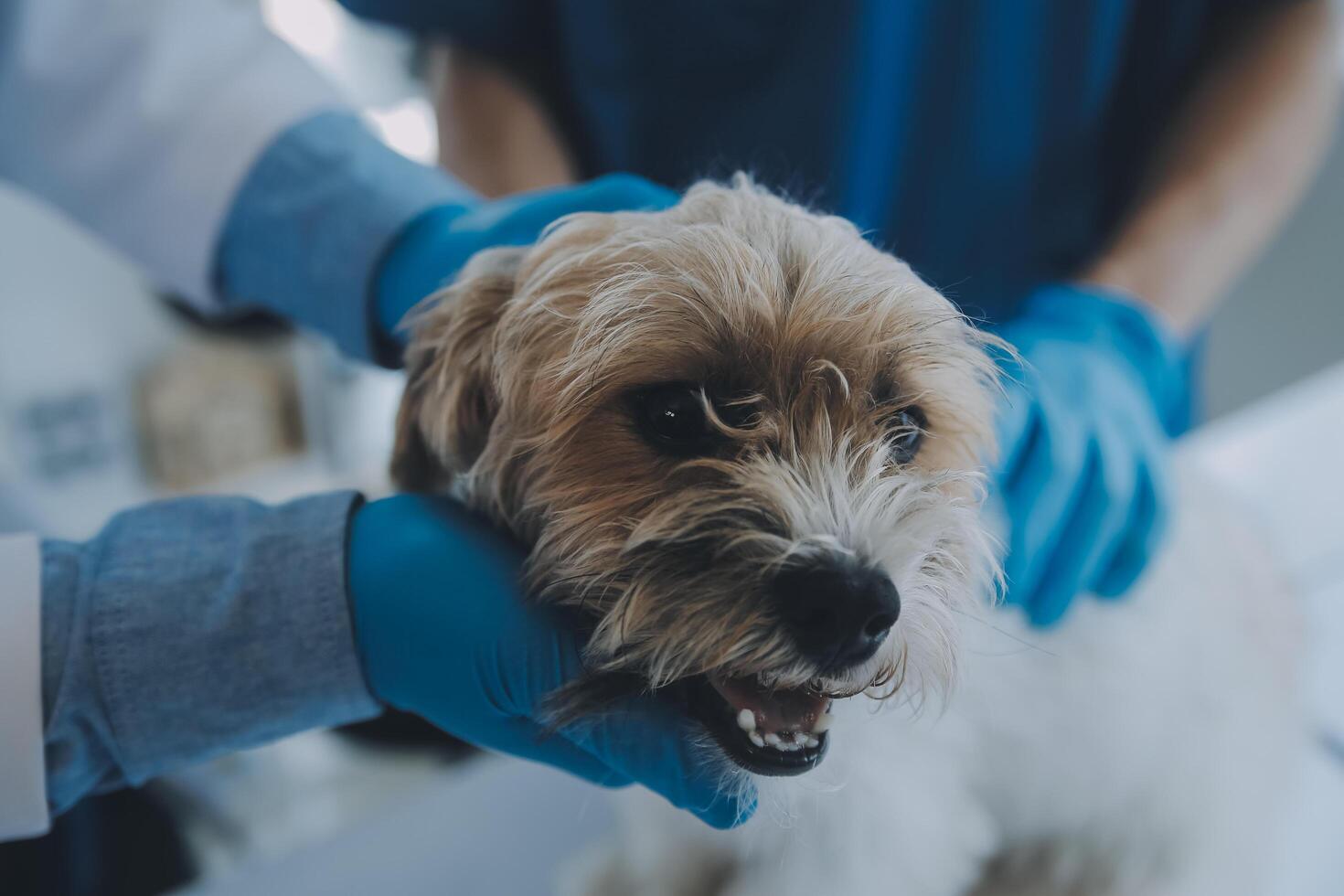 Vet examining dog and cat. Puppy and kitten at veterinarian doctor. Animal clinic. Pet check up and vaccination. Health care. photo