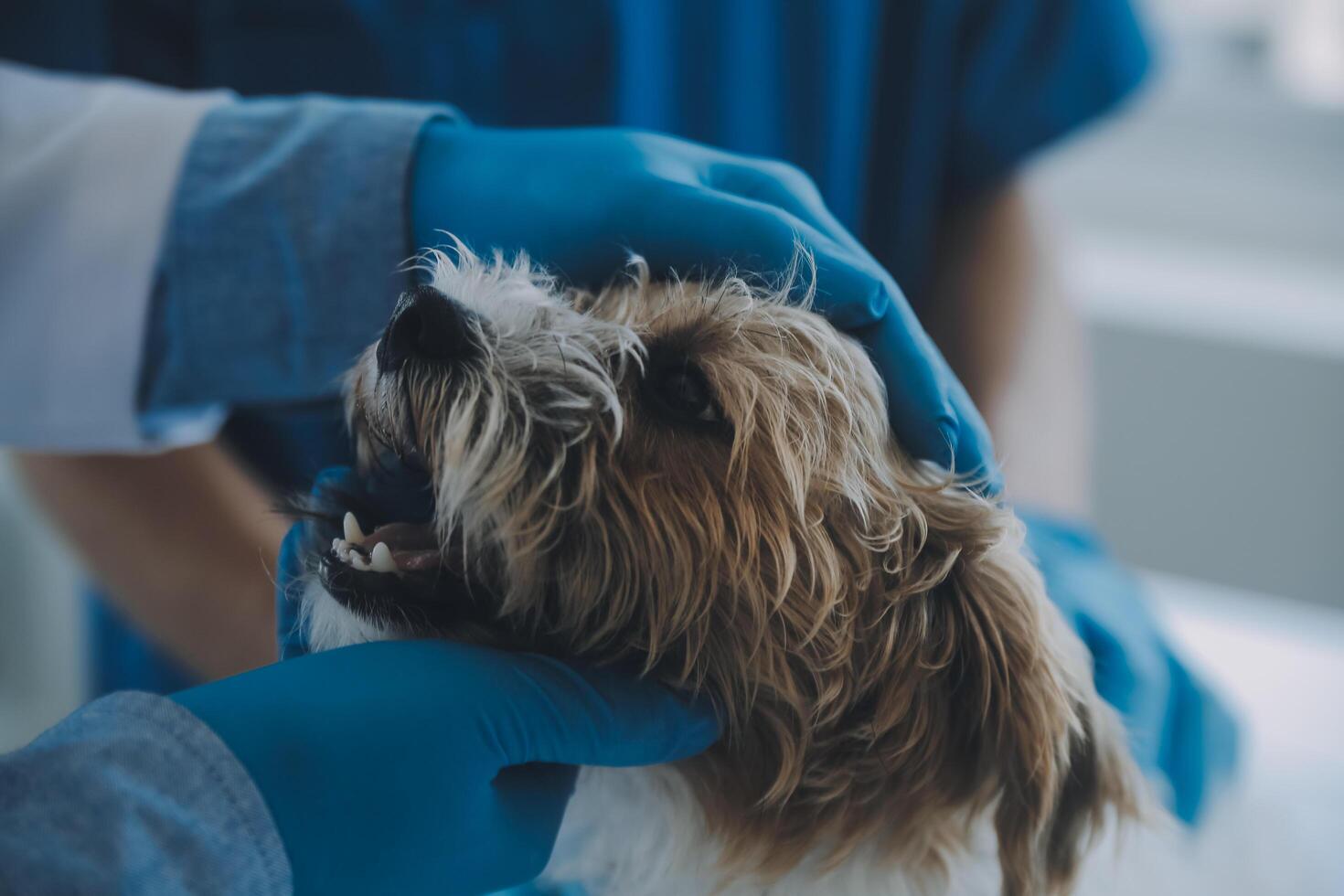 Vet examining dog and cat. Puppy and kitten at veterinarian doctor. Animal clinic. Pet check up and vaccination. Health care. photo