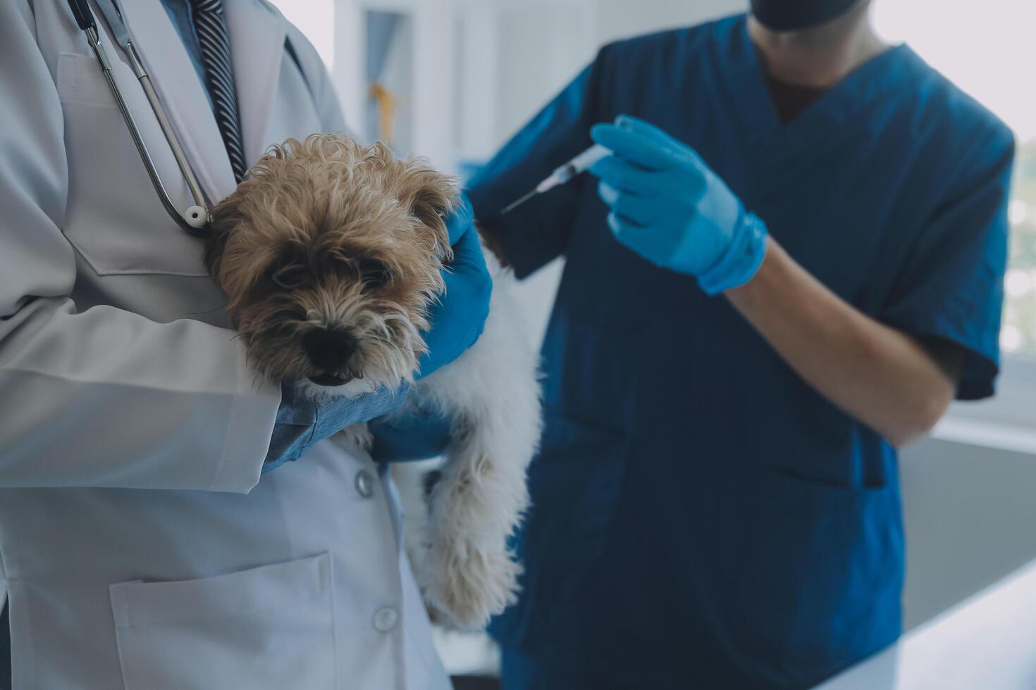 Vet examining dog and cat. Puppy and kitten at veterinarian doctor. Animal clinic. Pet check up and vaccination. Health care. photo