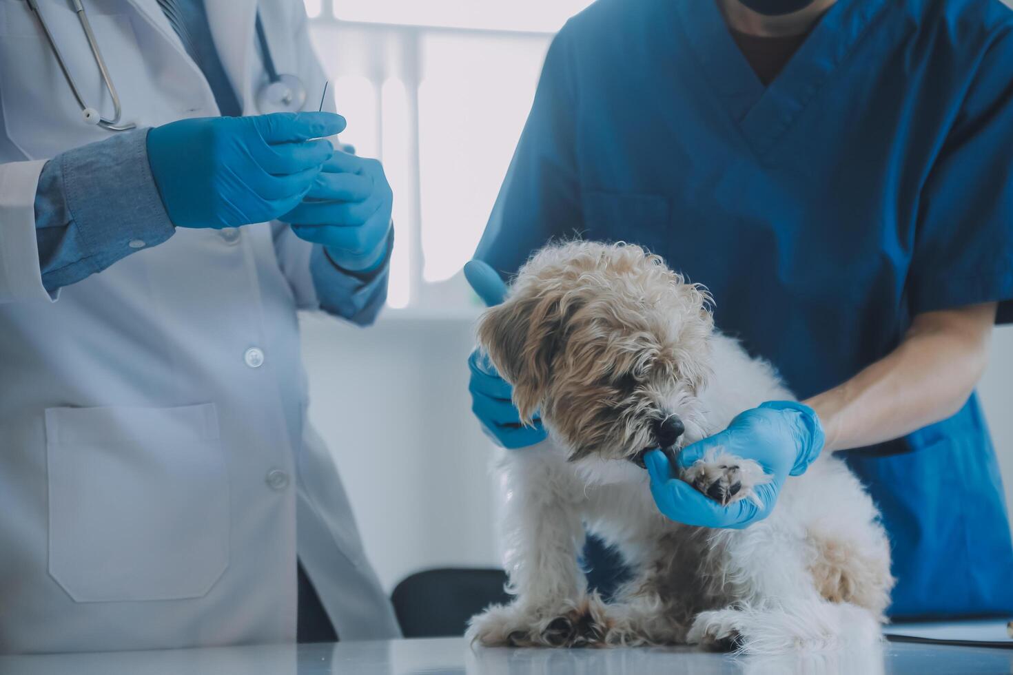 veterinario examinando perro y gato. perrito y gatito a veterinario doctor. animal clínica. mascota cheque arriba y vacunación. salud cuidado. foto