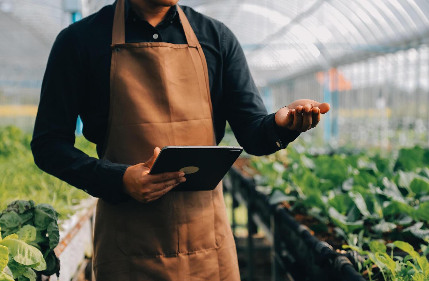 Organic farm ,Worker testing and collect environment data from bok choy organic vegetable at greenhouse farm garden. photo