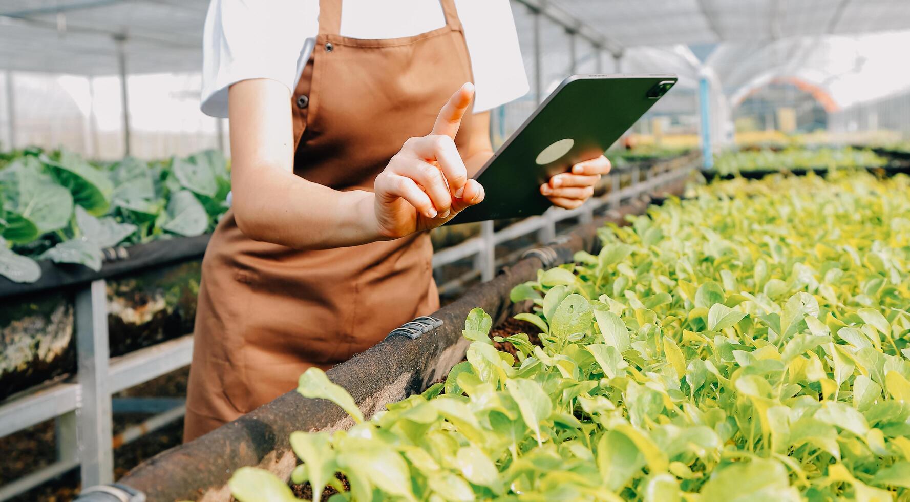 Organic farm ,Worker testing and collect environment data from bok choy organic vegetable at greenhouse farm garden. photo