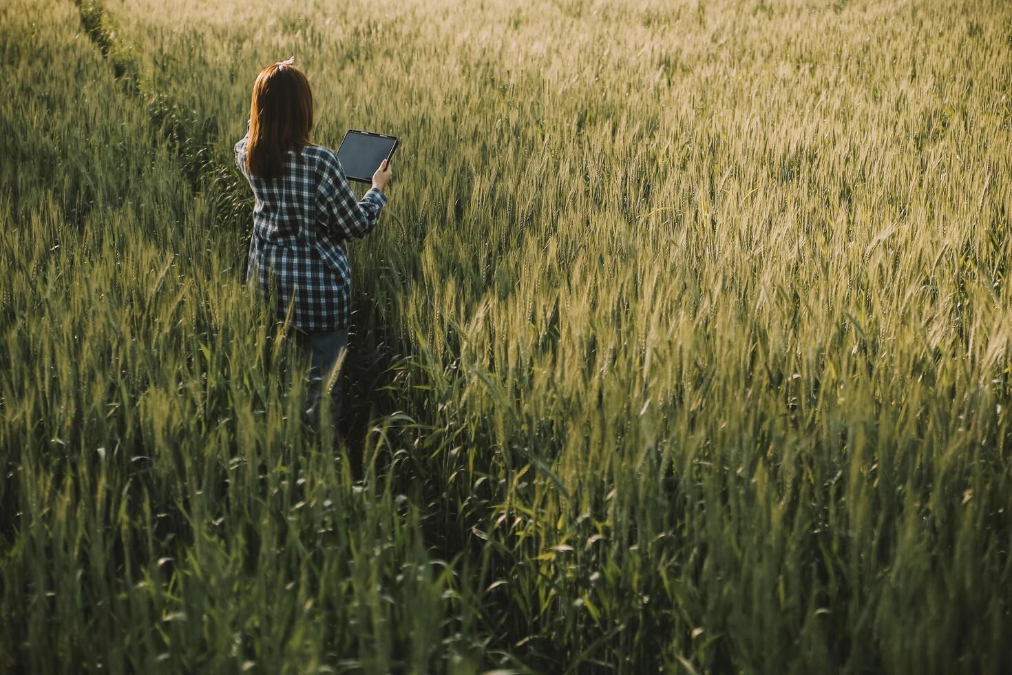 Smart farm. Farmer with tablet in the field. Agriculture, gardening or ecology concept. Harvesting. Agro business. photo