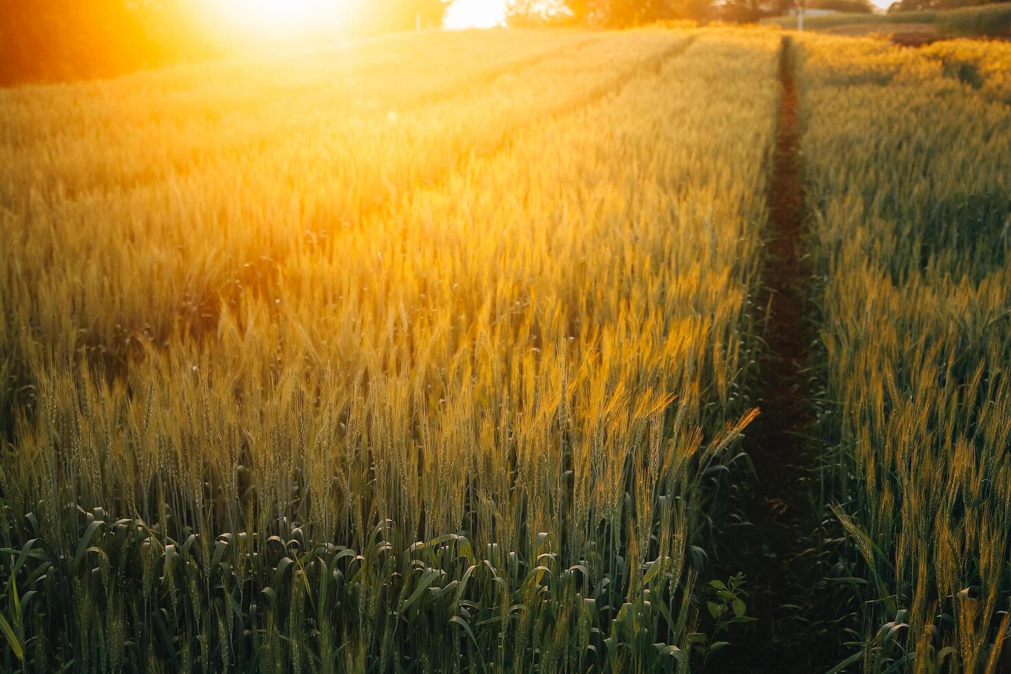 arrozal arroz campo antes de cosecha con amanecer antecedentes. foto