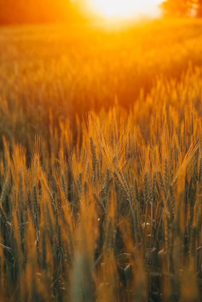 Paddy rice field before harvest with sunrise background. photo