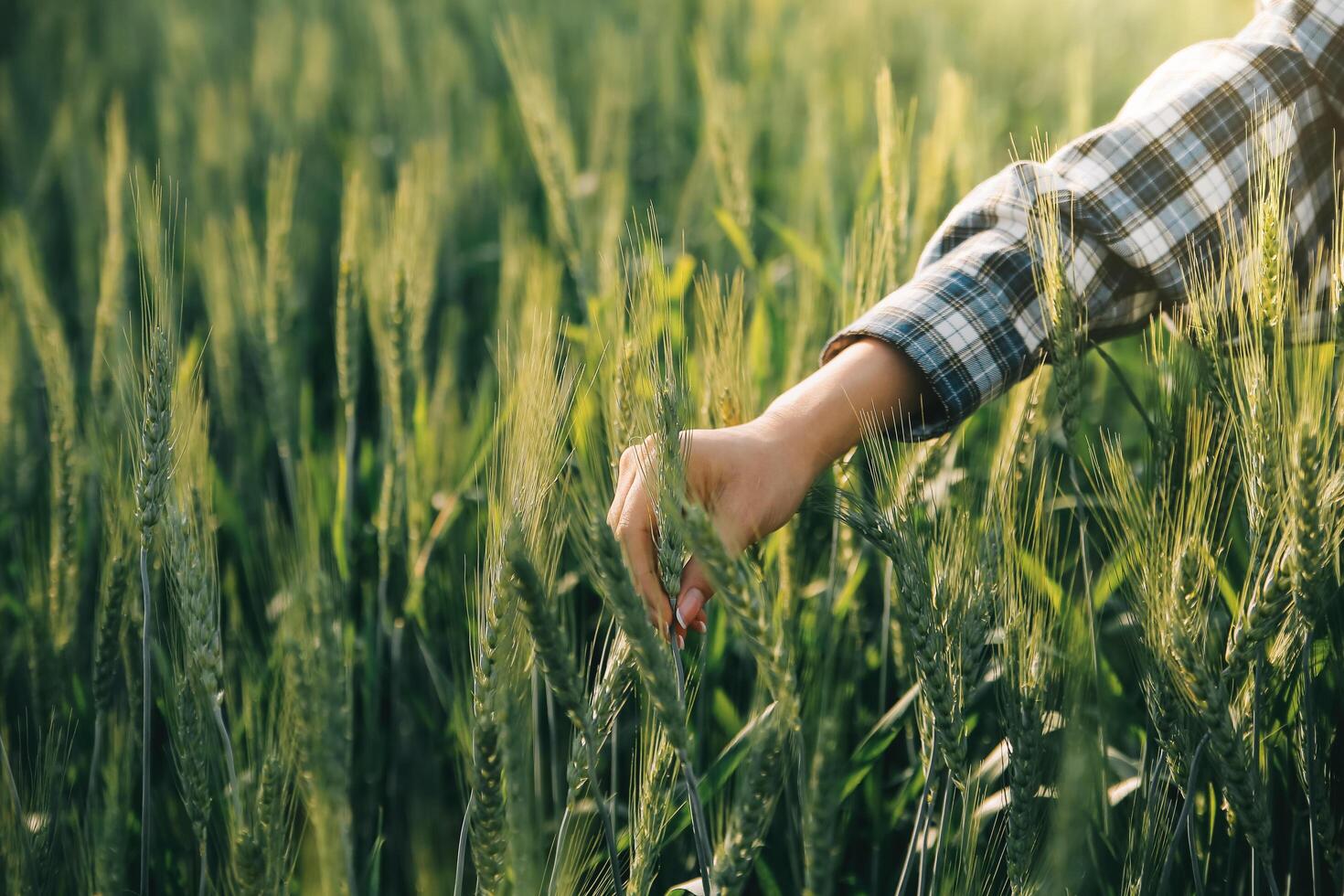 Smart farm. Farmer with tablet in the field. Agriculture, gardening or ecology concept. Harvesting. Agro business. photo