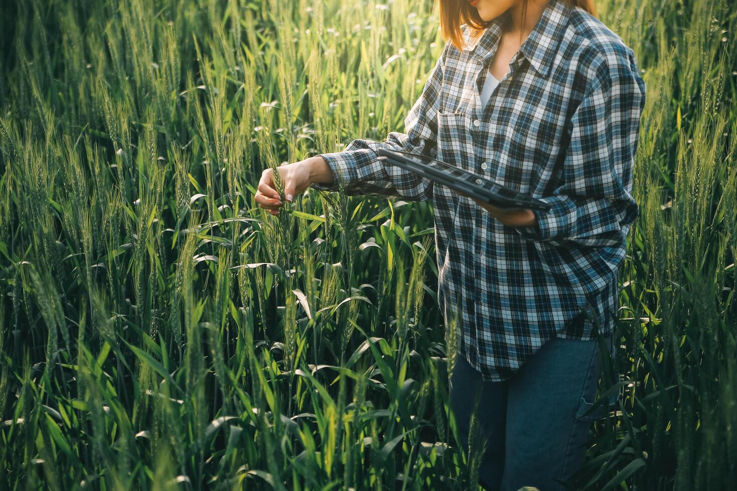 Smart farm. Farmer with tablet in the field. Agriculture, gardening or ecology concept. Harvesting. Agro business. photo
