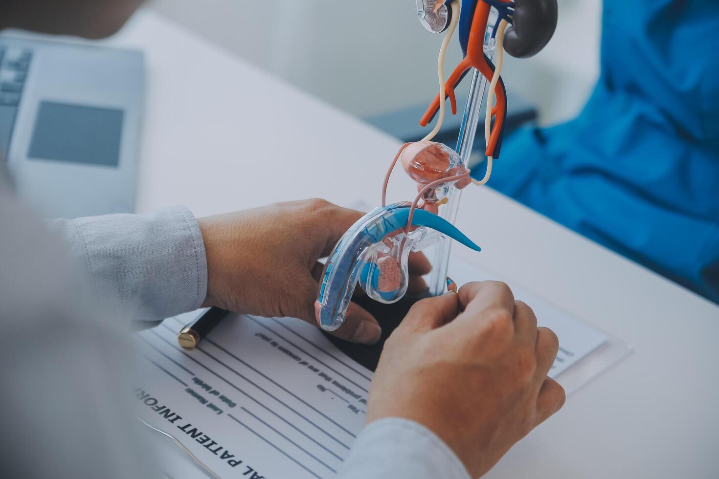 Doctor uses anatomical model to explain male urinary system. Model labeled with parts, doctor points and explains how they work together for urinary function, ensuring patient comprehension. photo