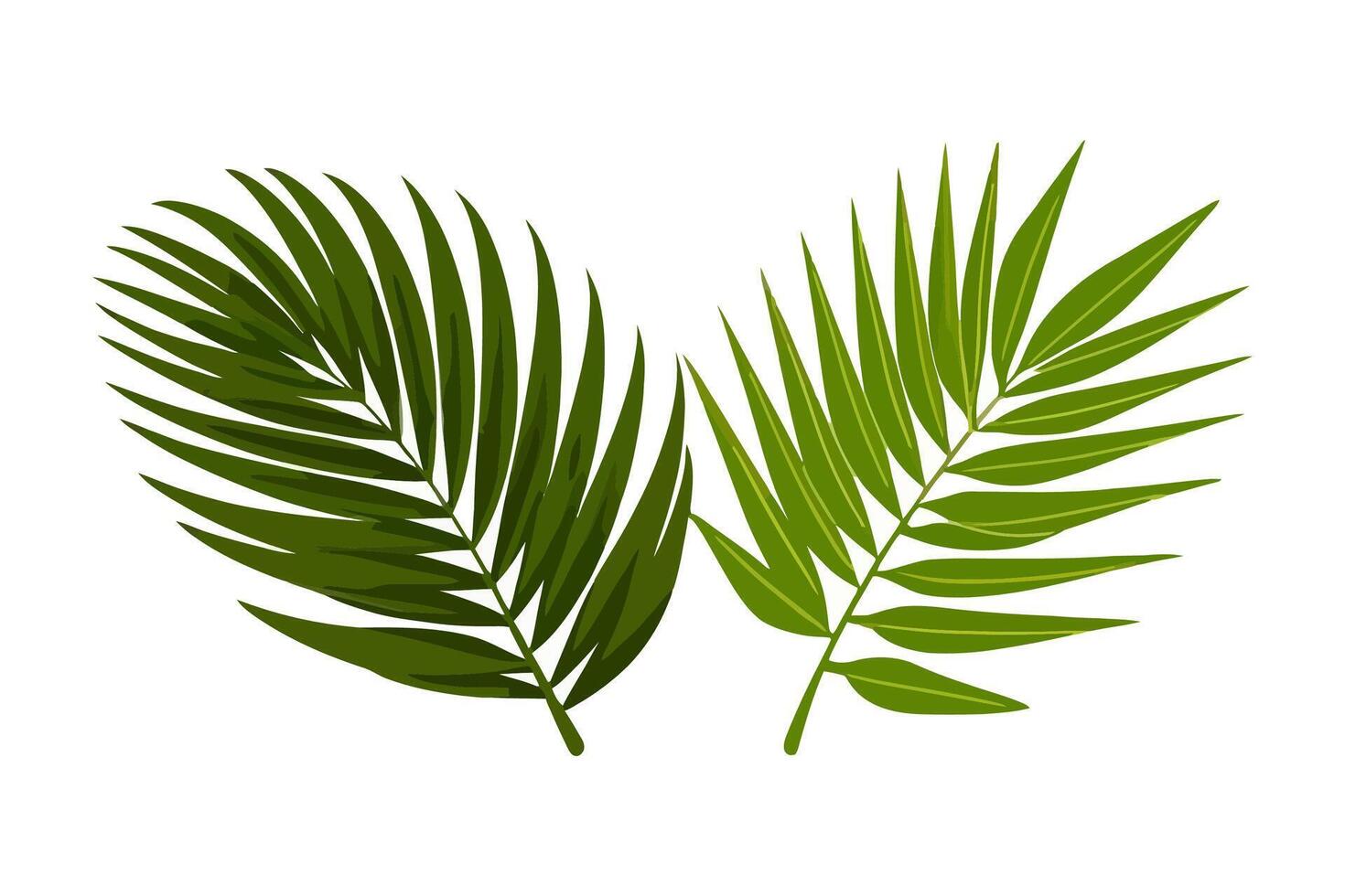 Summer palm leaf vector green plant, exotic nature