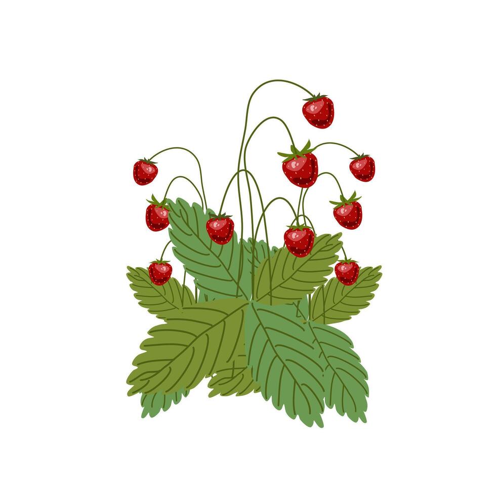 Botanical garden, delicious ripe berries vector