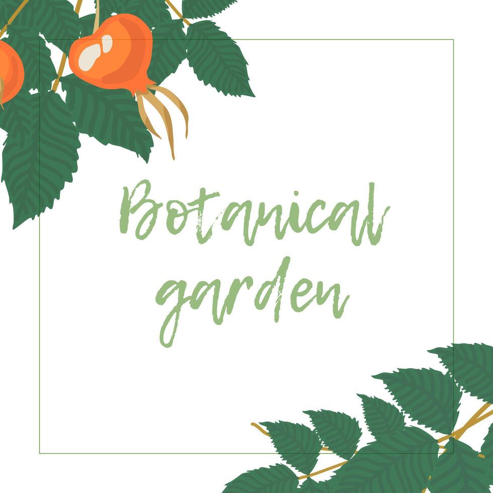 Botanical garden, delicious ripe berries vector