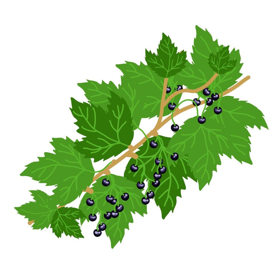 Botanical garden, delicious ripe berries vector