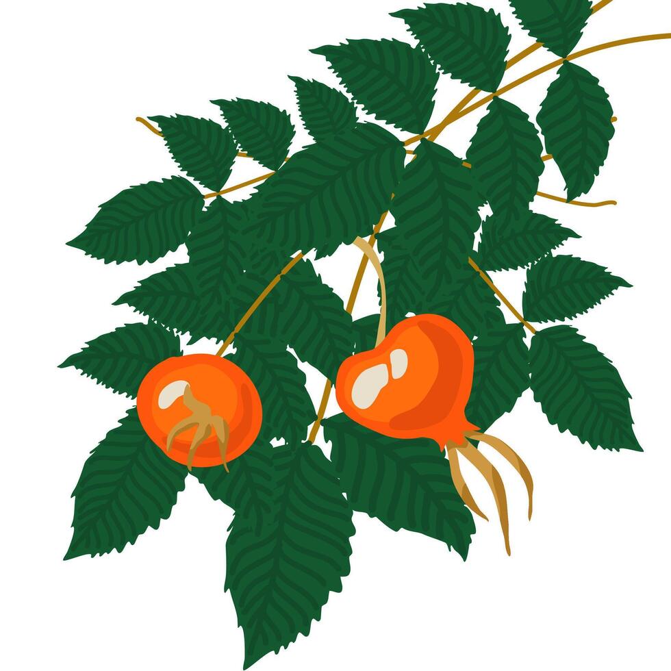 Botanical garden, delicious ripe berries vector