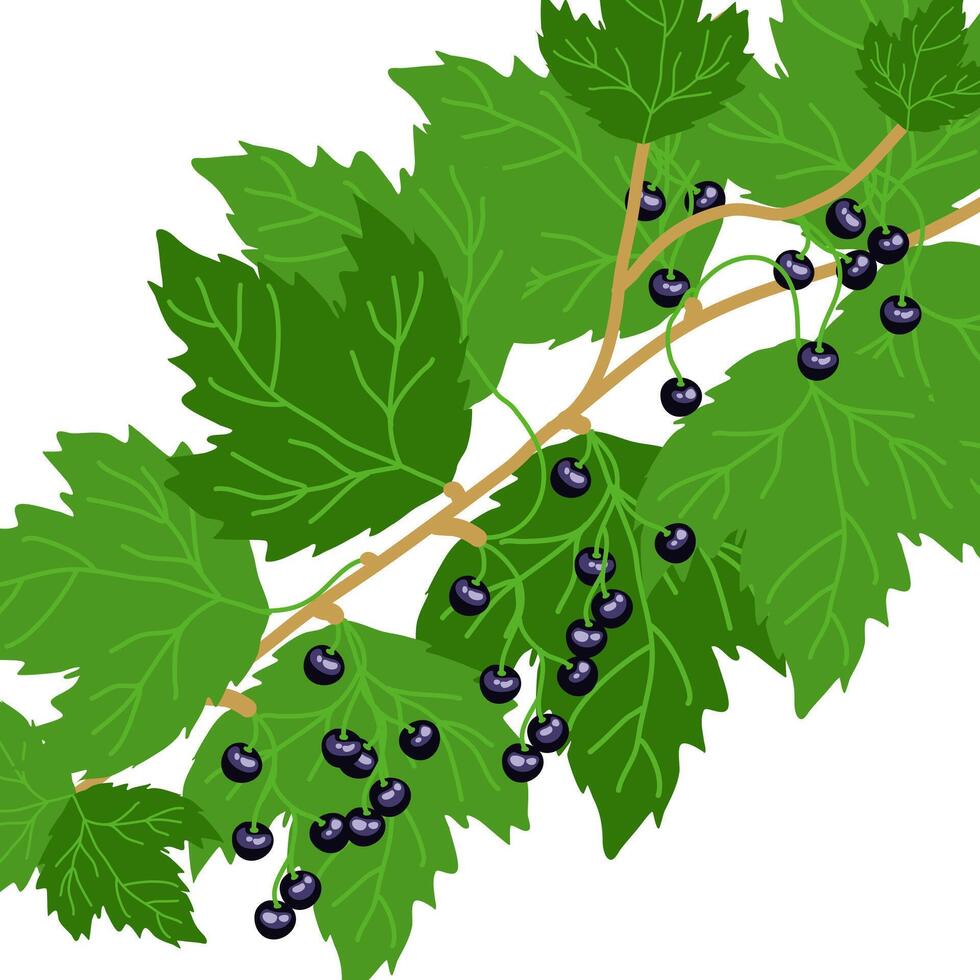 Botanical garden, delicious ripe berries vector