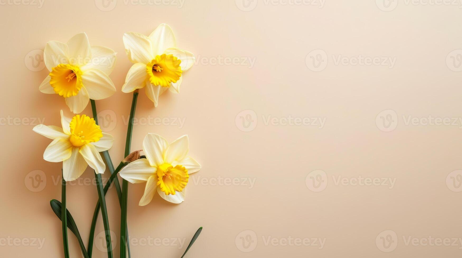 AI generated Narcissus flowers top view, floral background, free space photo