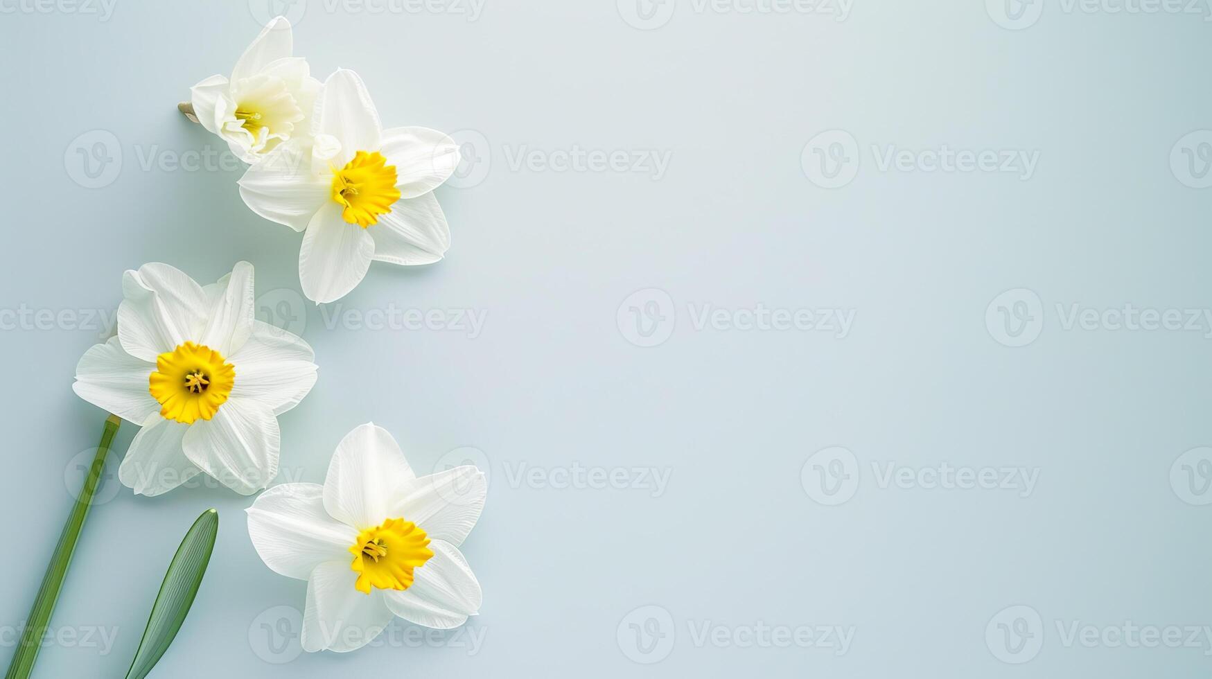 AI generated Narcissus flowers top view, floral background, free space photo