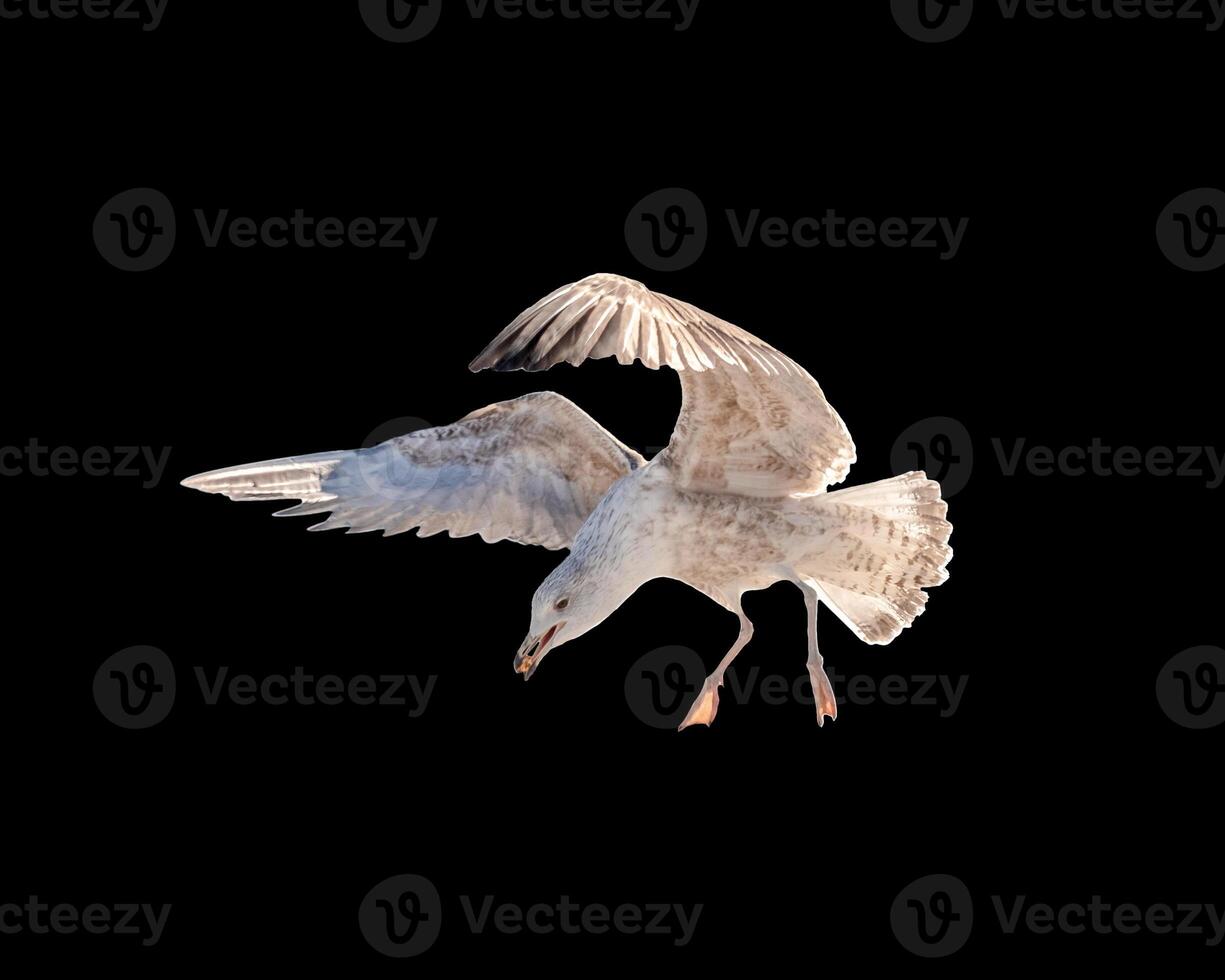 Big Seagull flying swooped down to eat bread photo