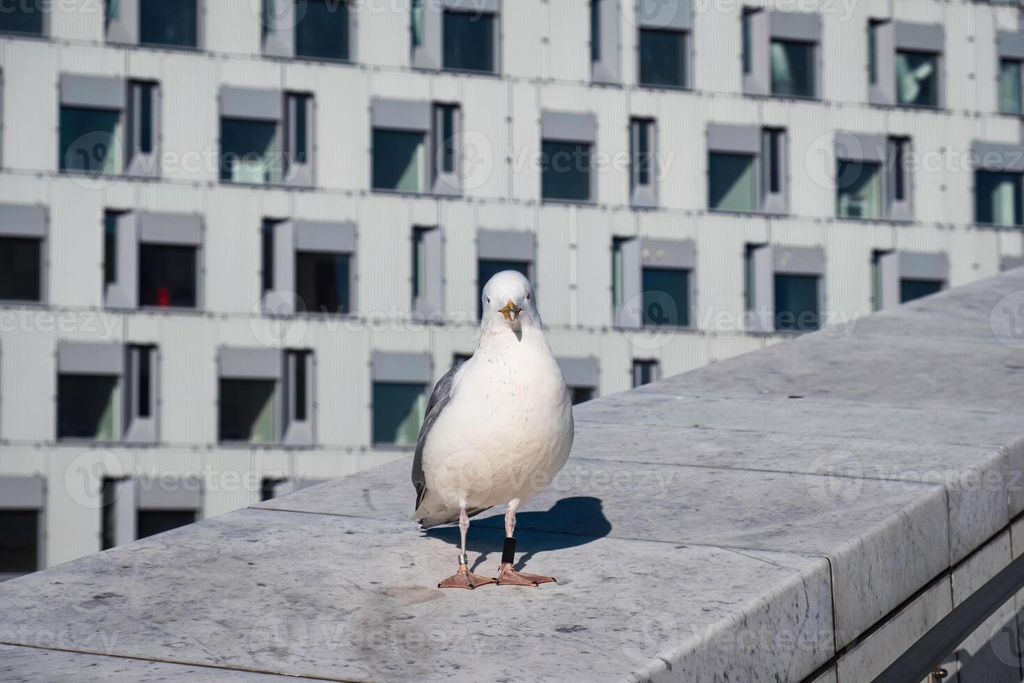 Seagull with tagged on one leg standing in the city photo