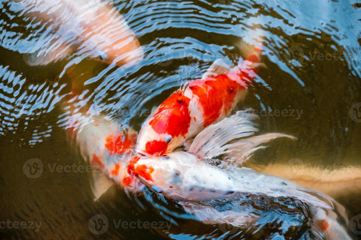 Flock of Koi fish nishikigoi scramble eating feed in pond photo