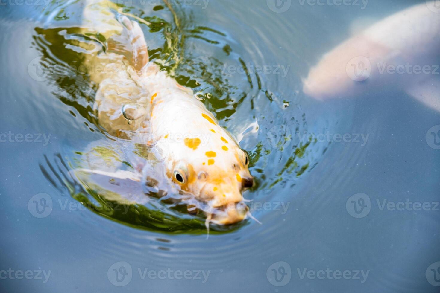 Orange Koi fishs nishikigoi swimming in pond with eating feed photo