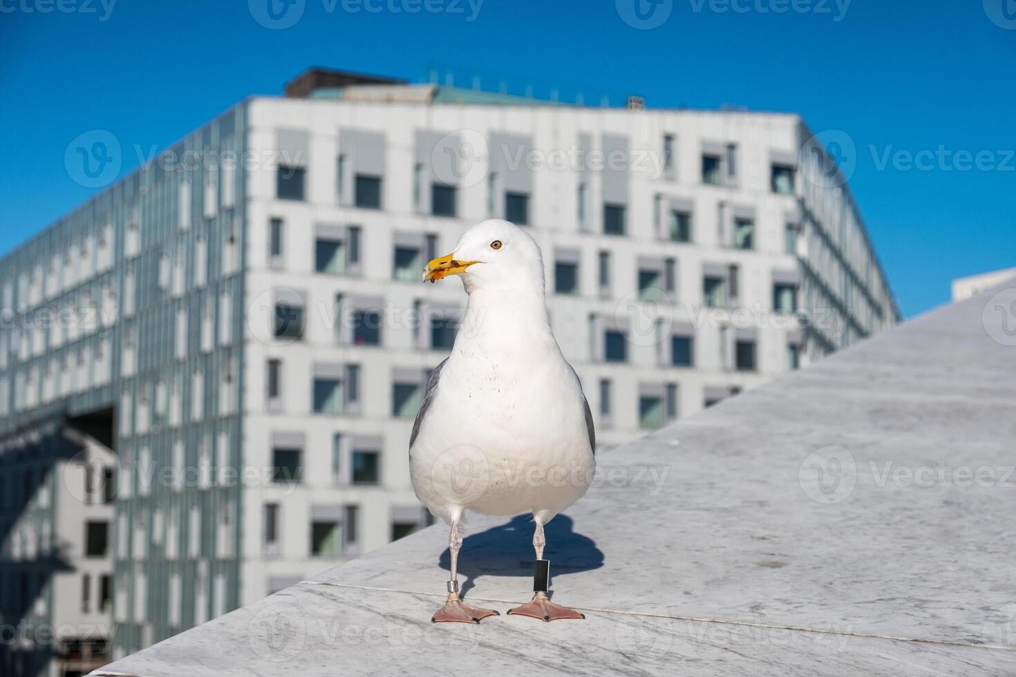 Seagull a dirty beak with tag in leg standing on building photo