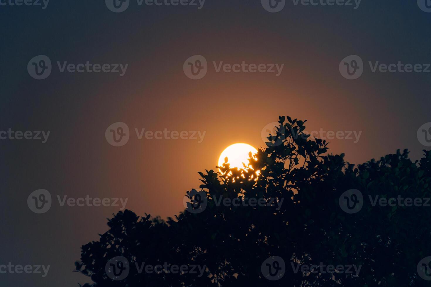 Full Moon orbiting through silhouette tree in night sky photo