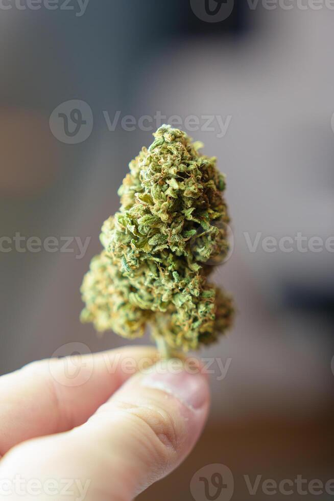 Hand holding medical Marijuana blossom or hemp bud use legal prescribe light drugs photo