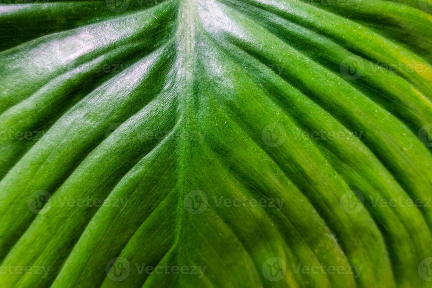 Tropical green leaf monocotyledon nature background photo
