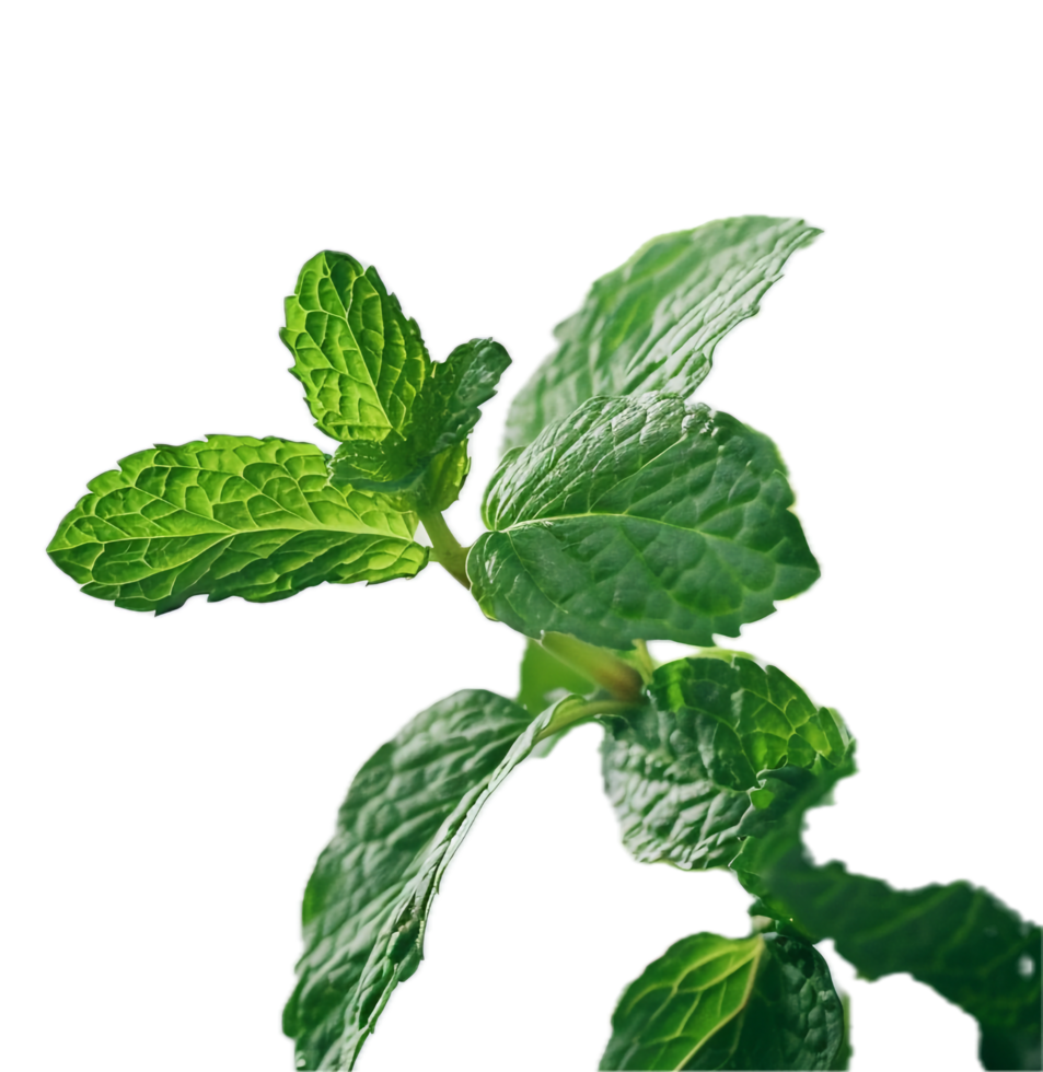AI generated Fresh Mint Leaves png 42653832 PNG