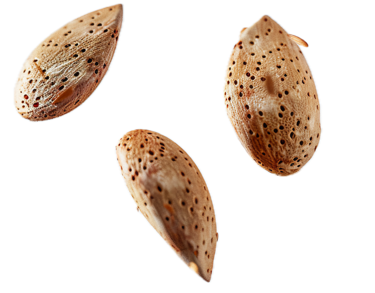 AI generated Almond Nuts Floating png