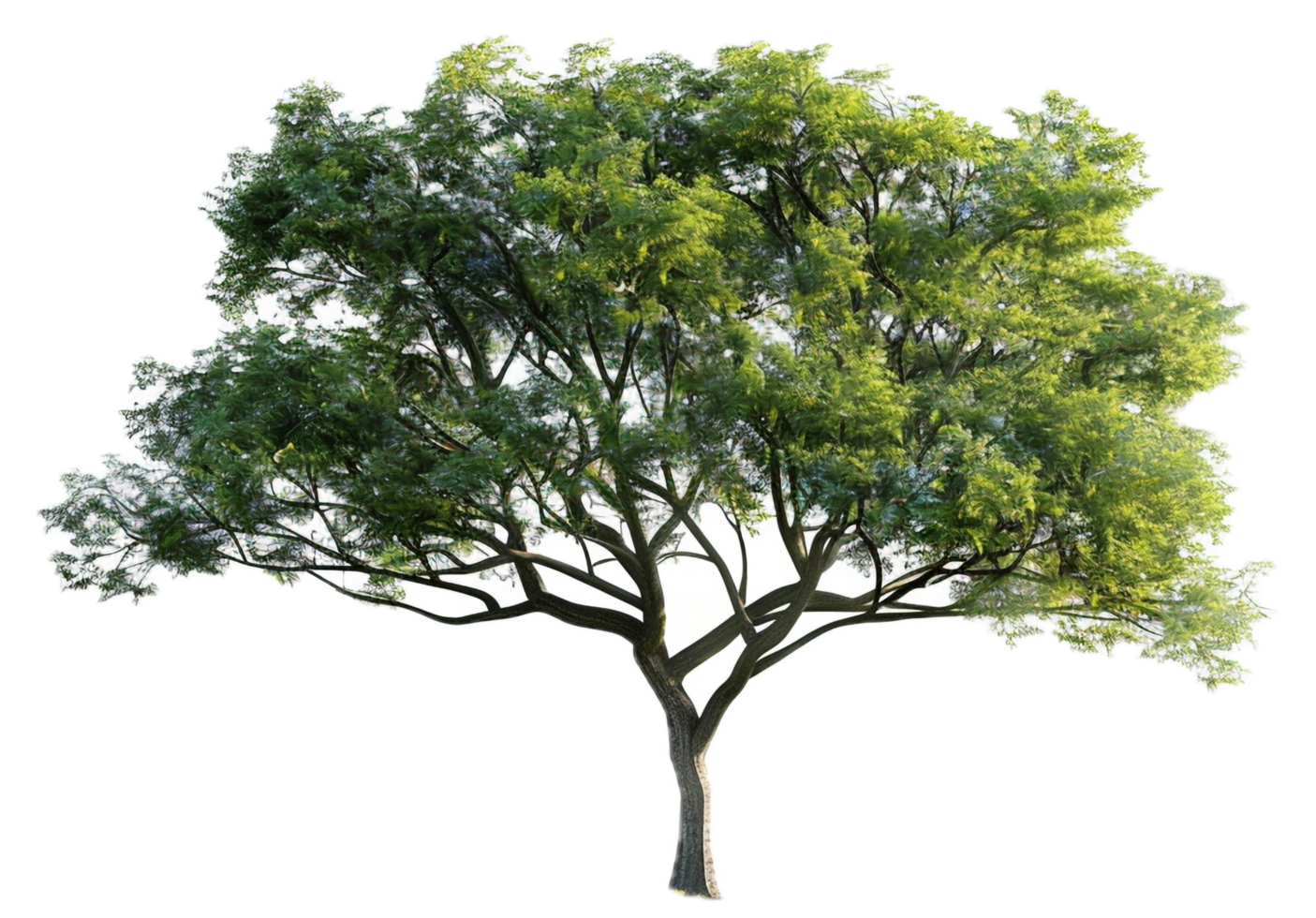AI generated Lush Green Tree png