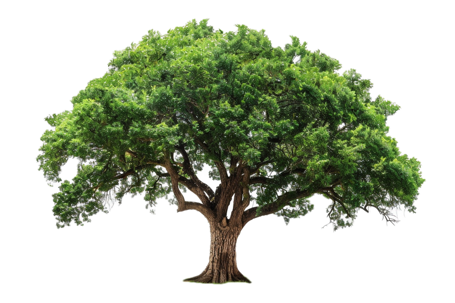 ai generato lussureggiante verde albero png