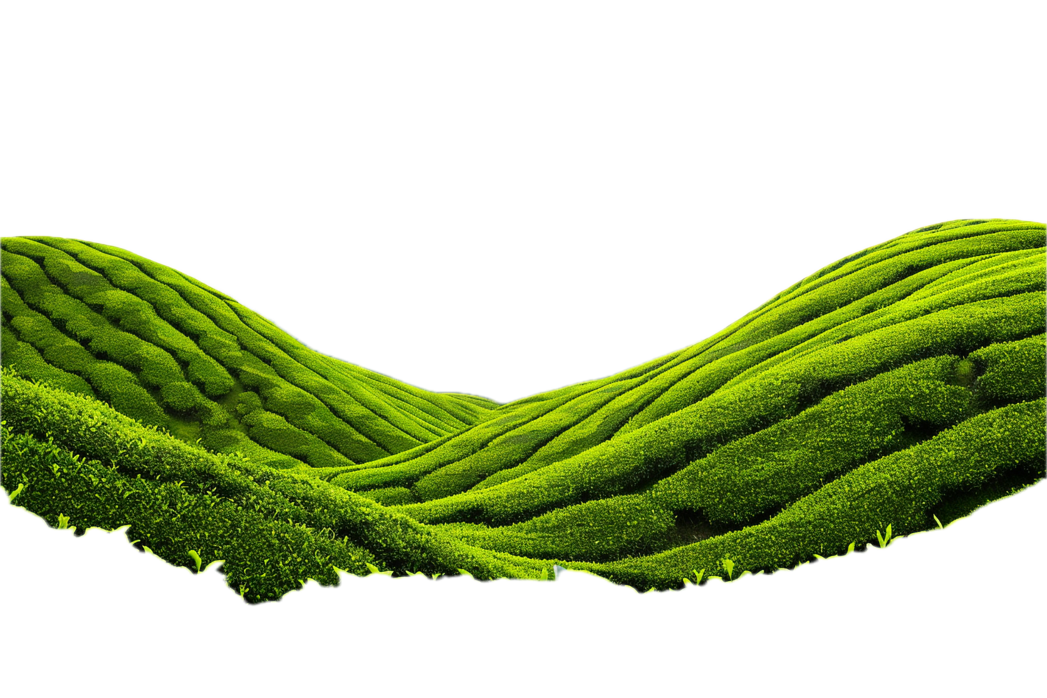 AI generated Wavy Green Tea Field Panoramic png