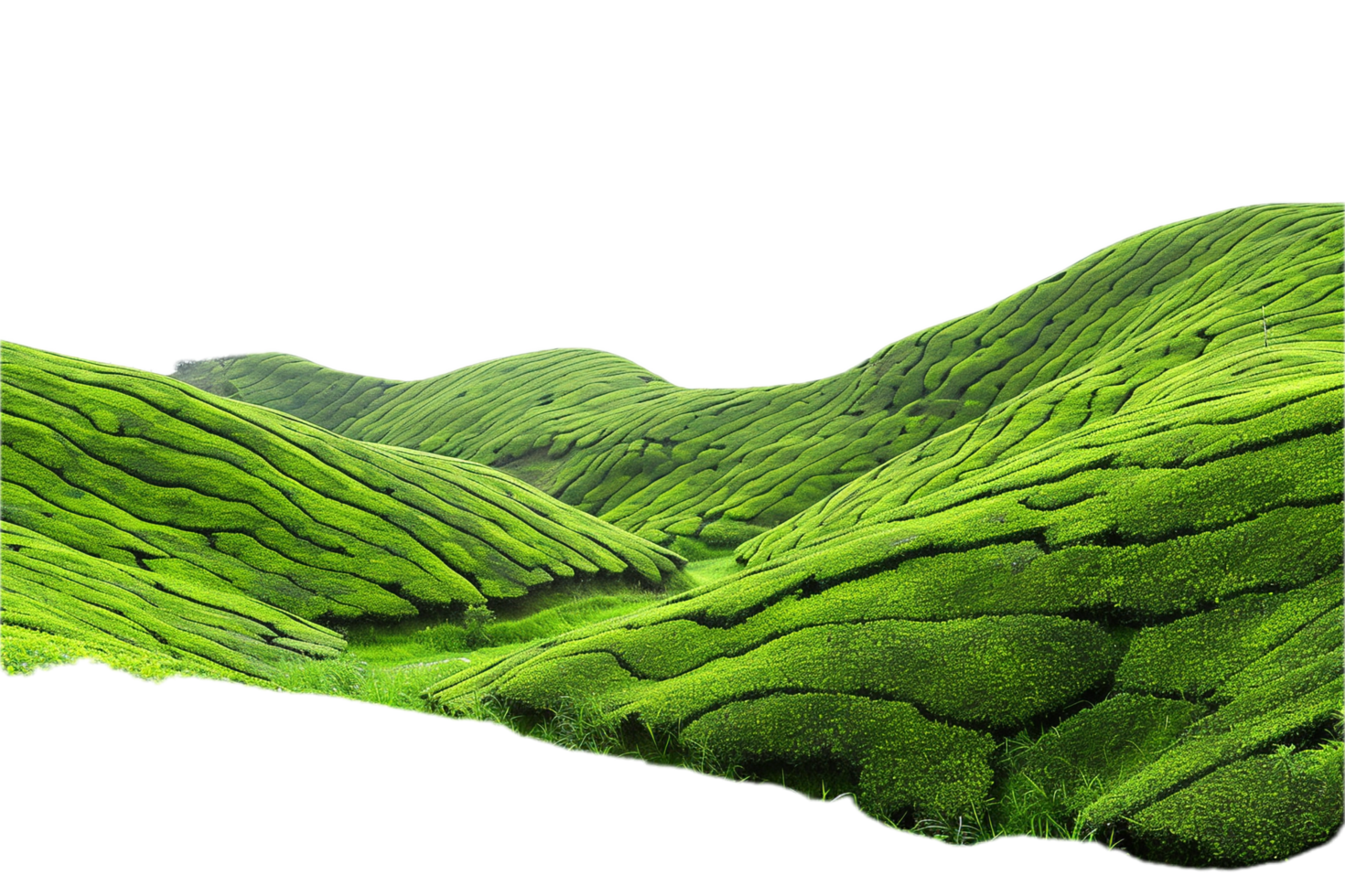 ai gegenereerd golvend groen thee veld- panoramisch PNG