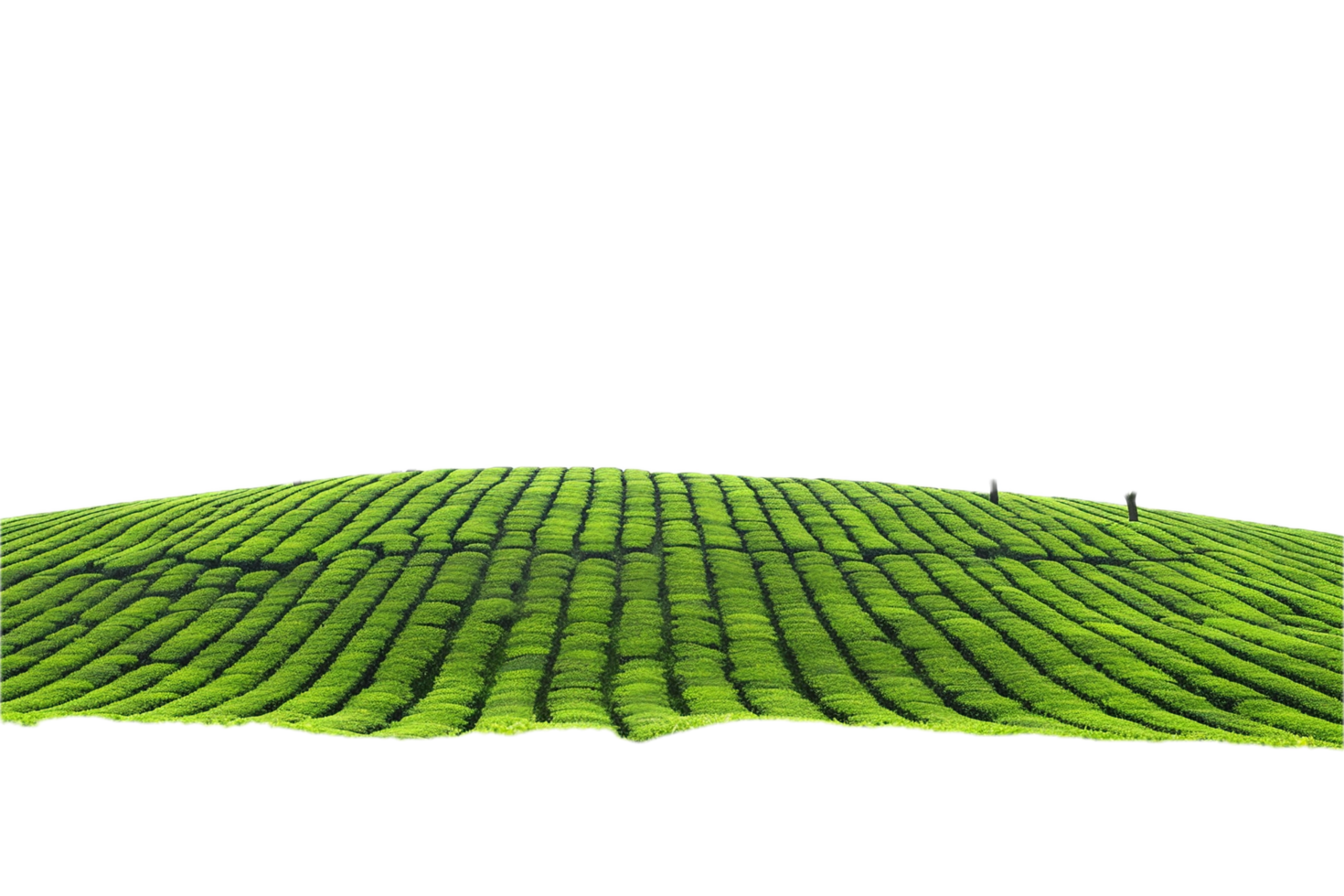 ai généré ondulé vert thé champ panoramique png