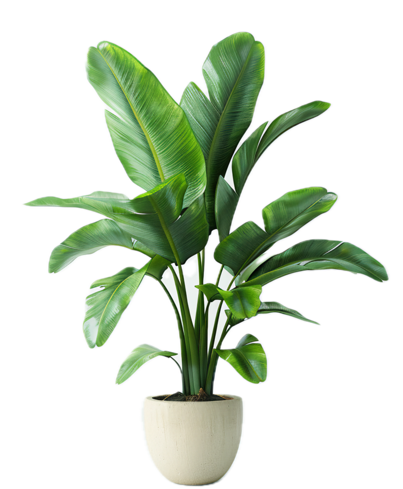 AI generated Potted Bird of Paradise Plant png