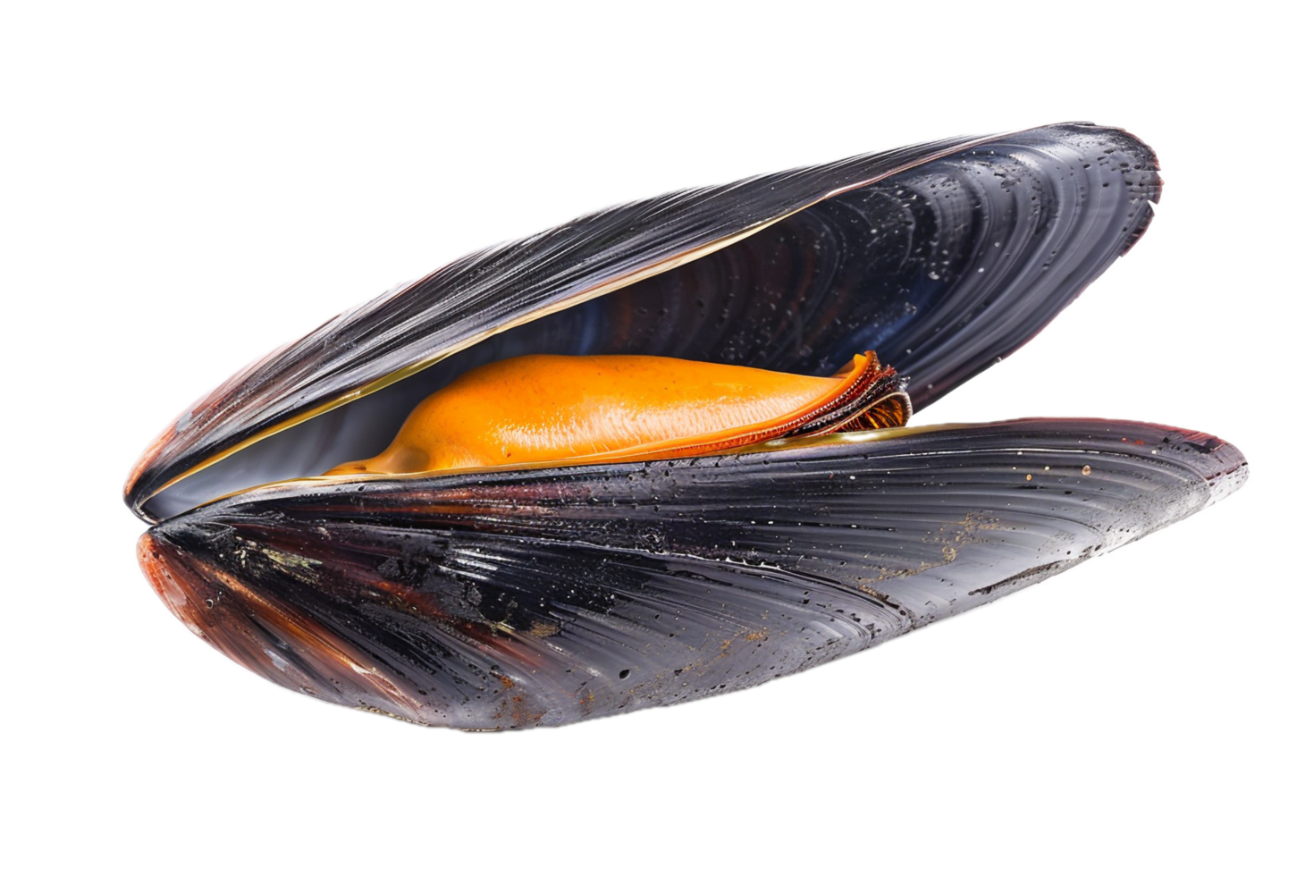 AI generated Fresh Closed Mussel Shell png