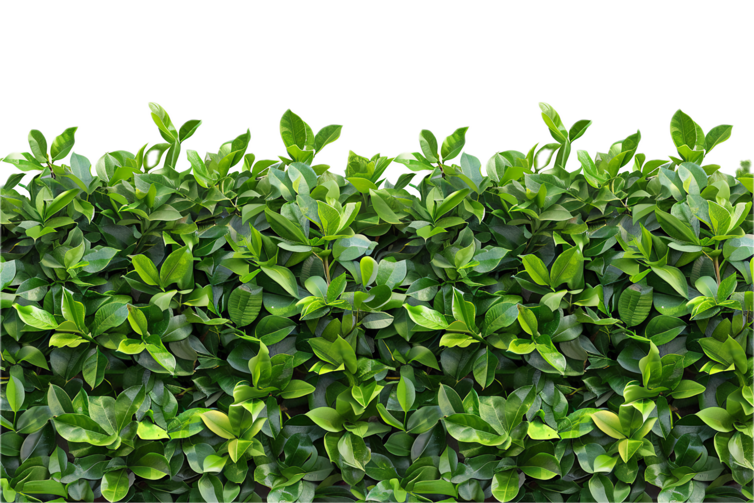 AI generated Lush Green Leaf Hedge png