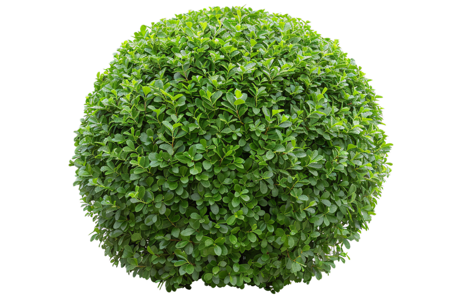 AI generated Lush Green Bush png