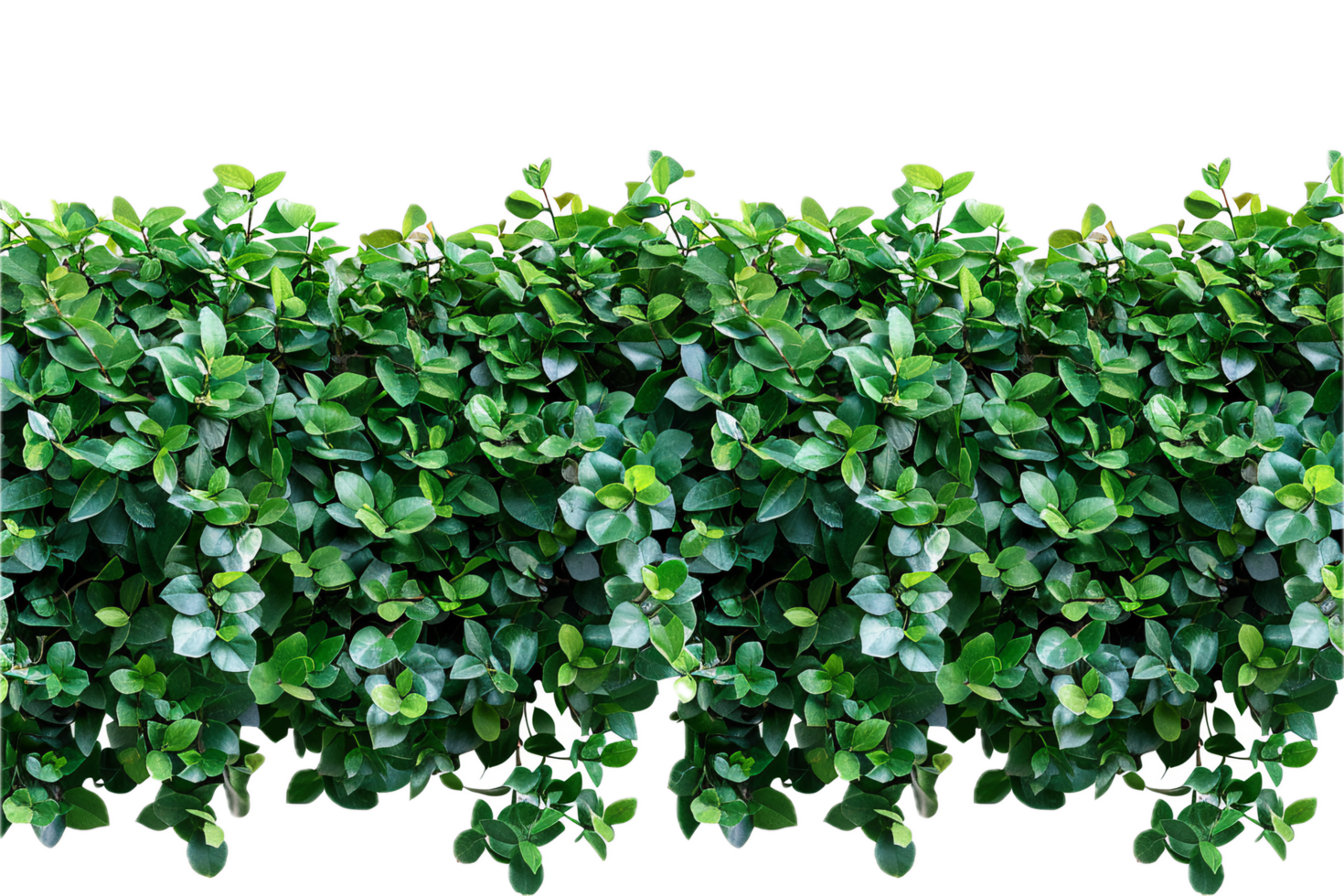 AI generated Lush Green Leaf Hedge png