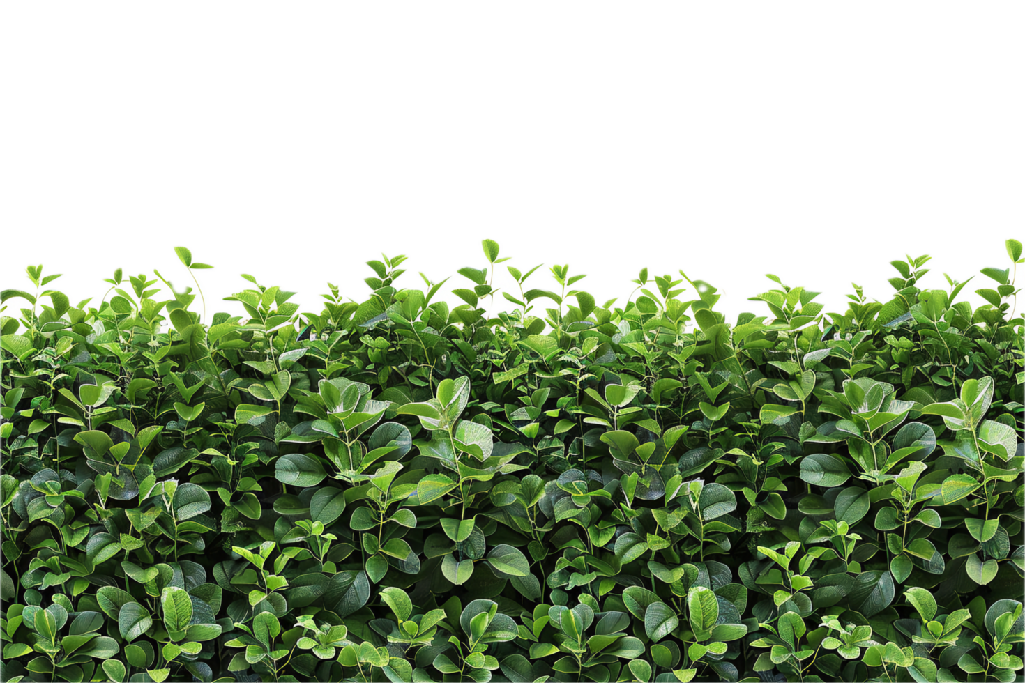 AI generated Lush Green Leaf Hedge png