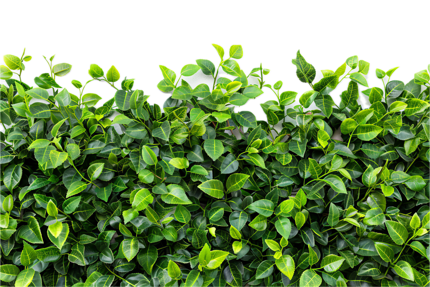 AI generated Lush Green Leaf Hedge png