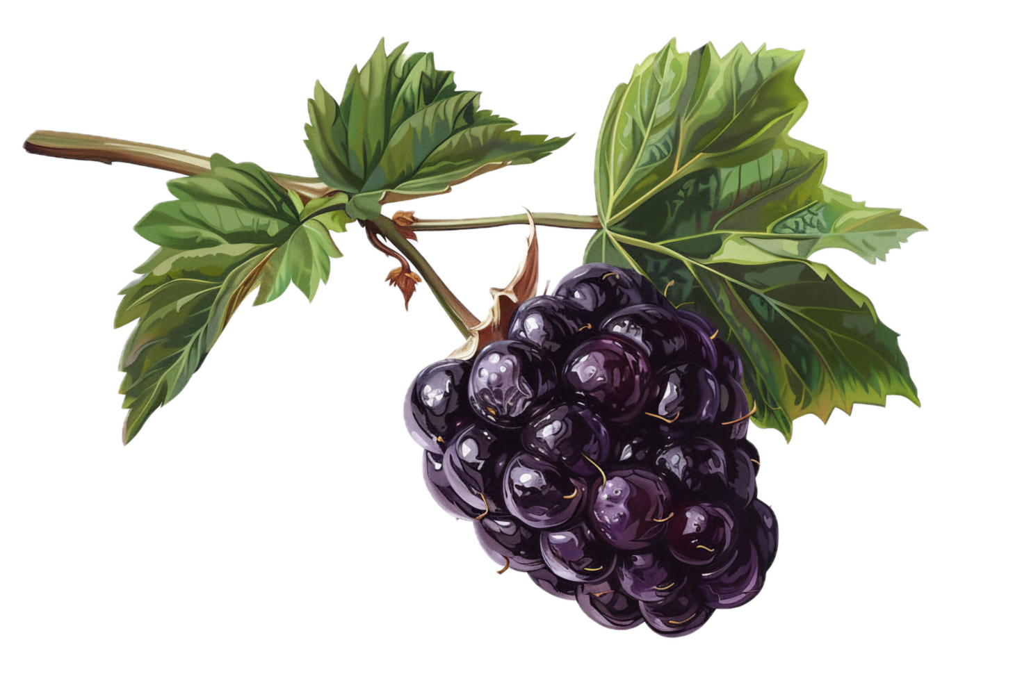 AI generated Ripe Blackberries with Leaves png