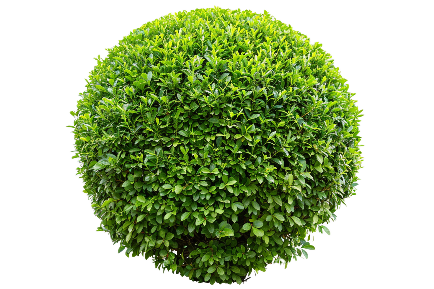 AI generated Lush Green Bush png