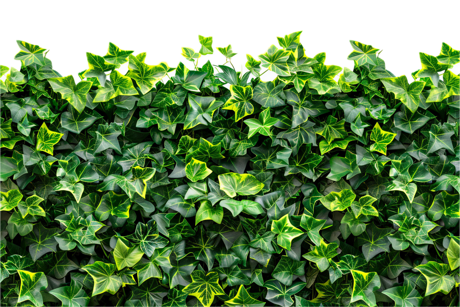 AI generated Lush Green Leaf Hedge png