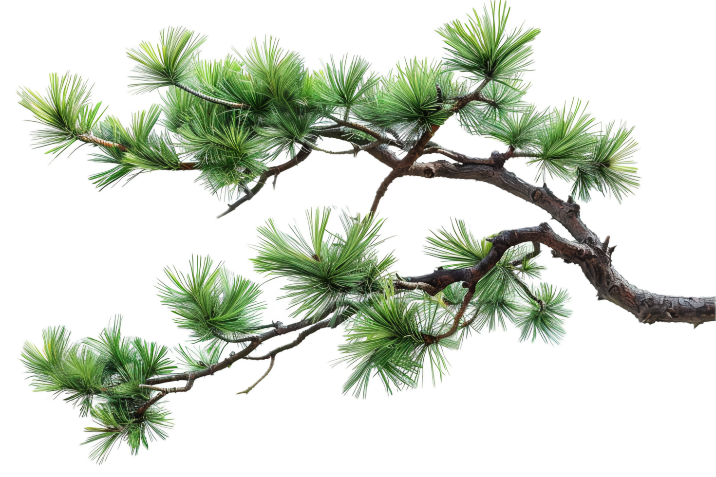 AI generated Frosted Pine Branch png