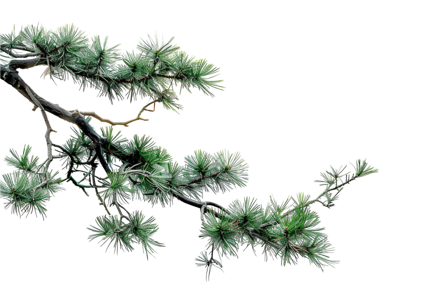 AI generated Frosted Pine Branch png