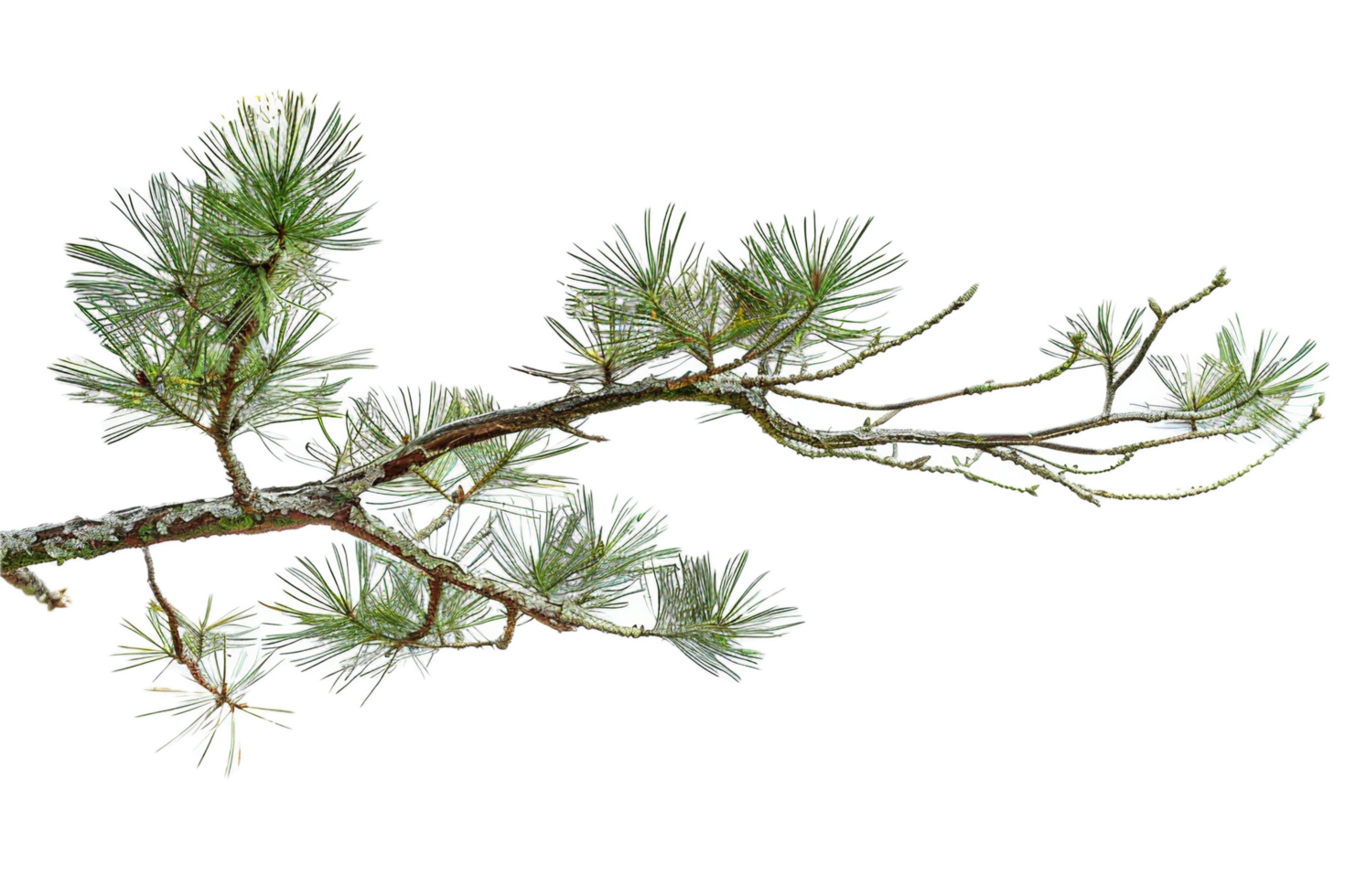 AI generated Frosted Pine Branch png