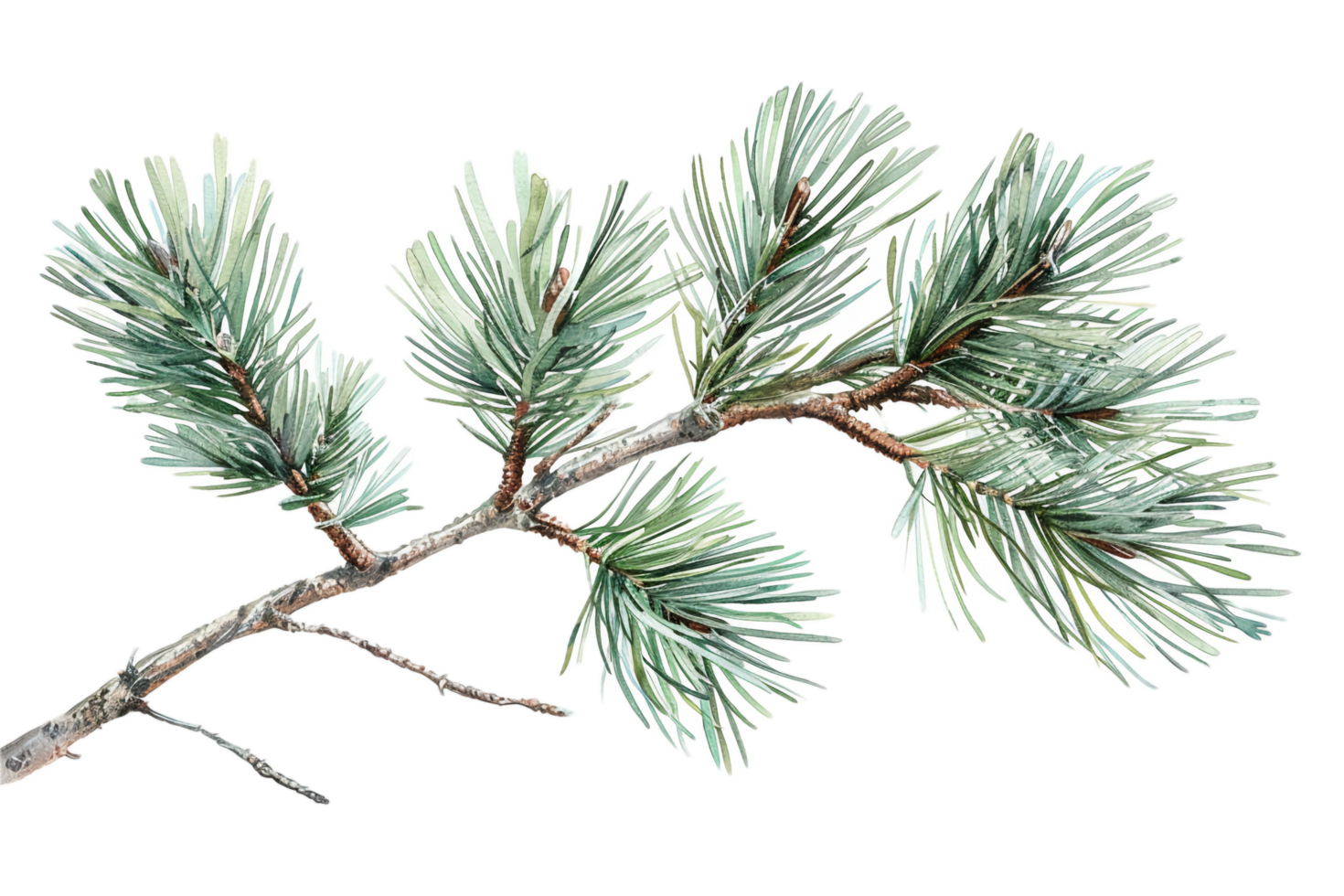 AI generated Frosted Pine Branch png