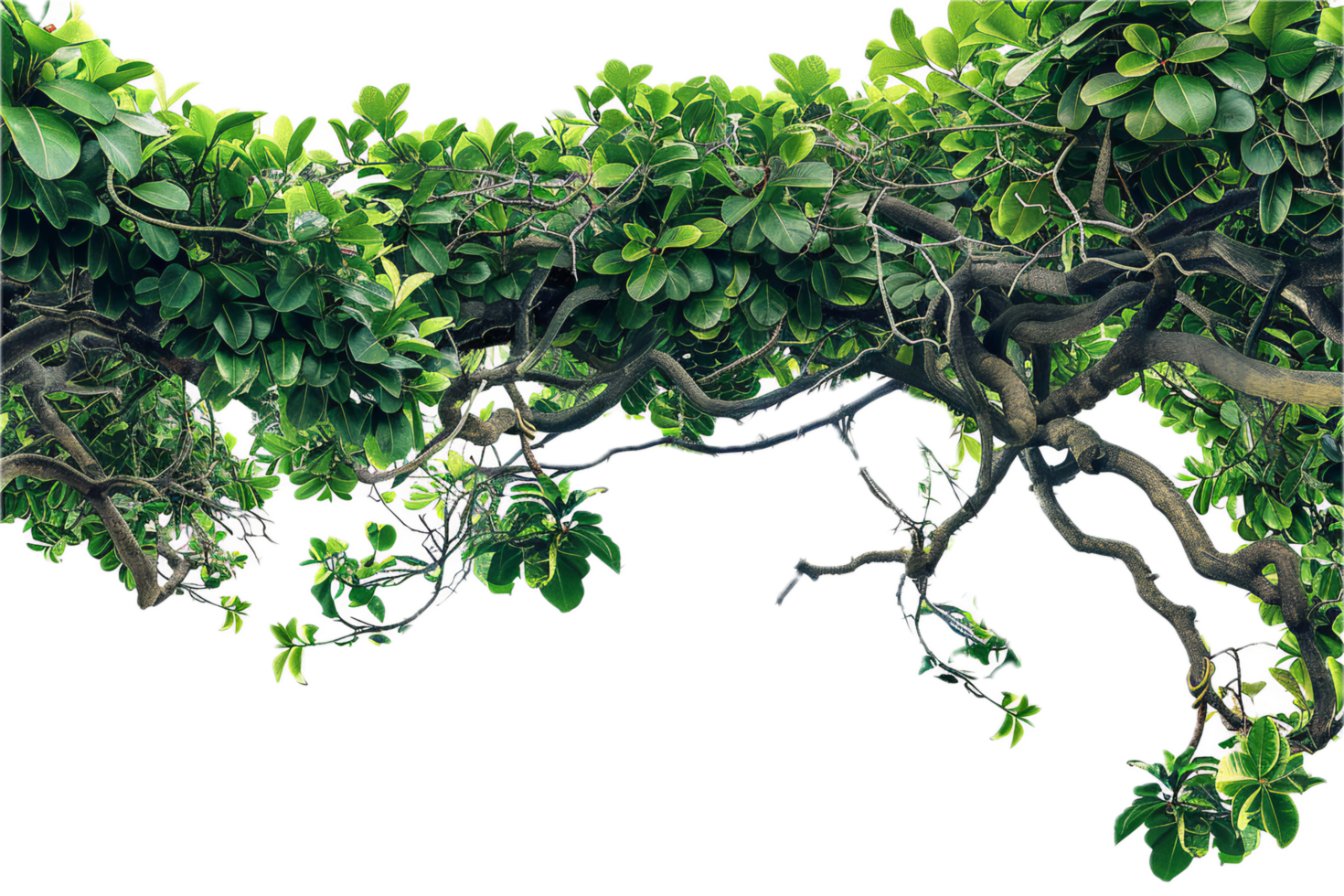 AI generated Lush Green Leaves Frame png